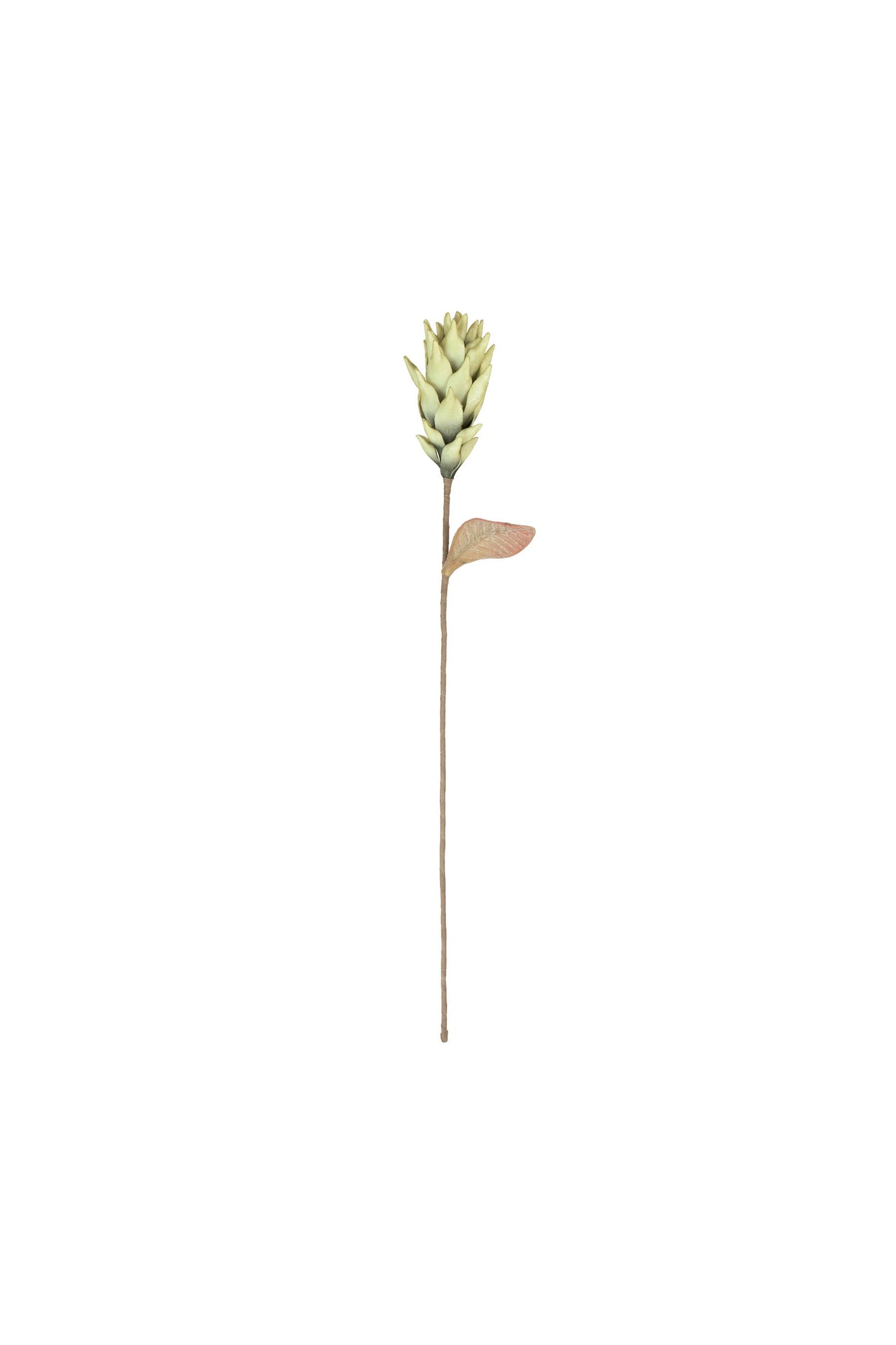 Green Artichoke Stems