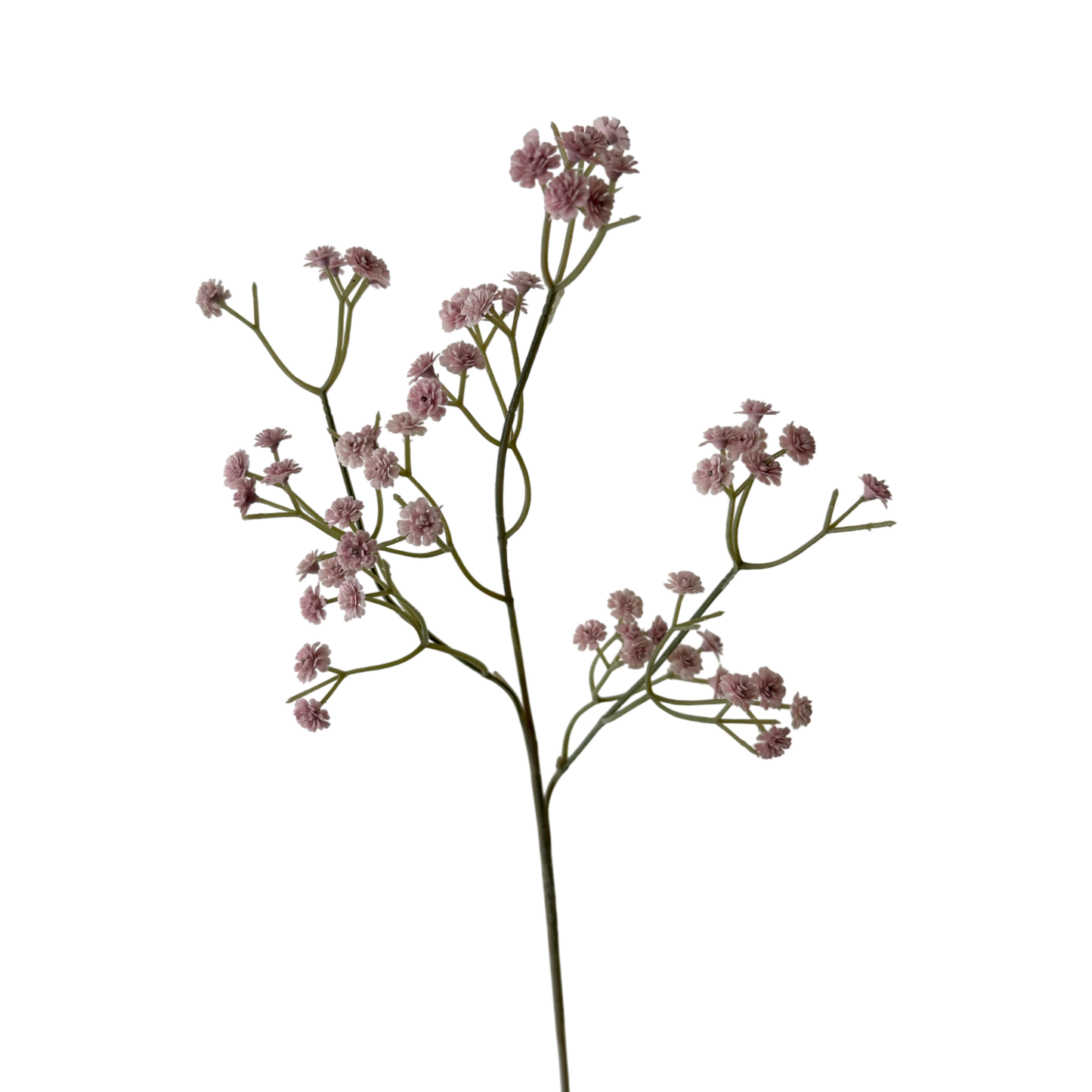 FS130 Babys breath 24" PK 24