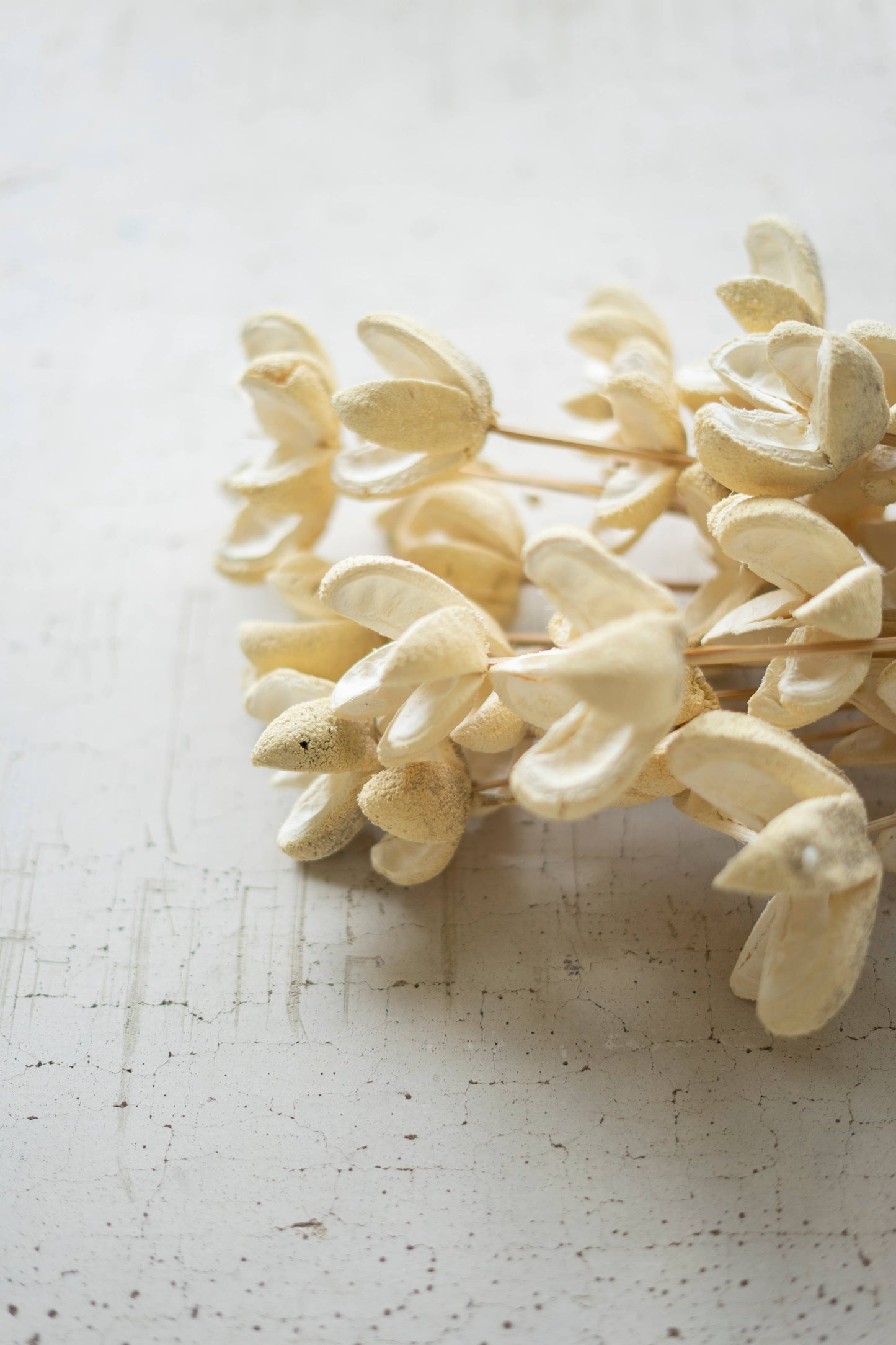 Bullet Flowers