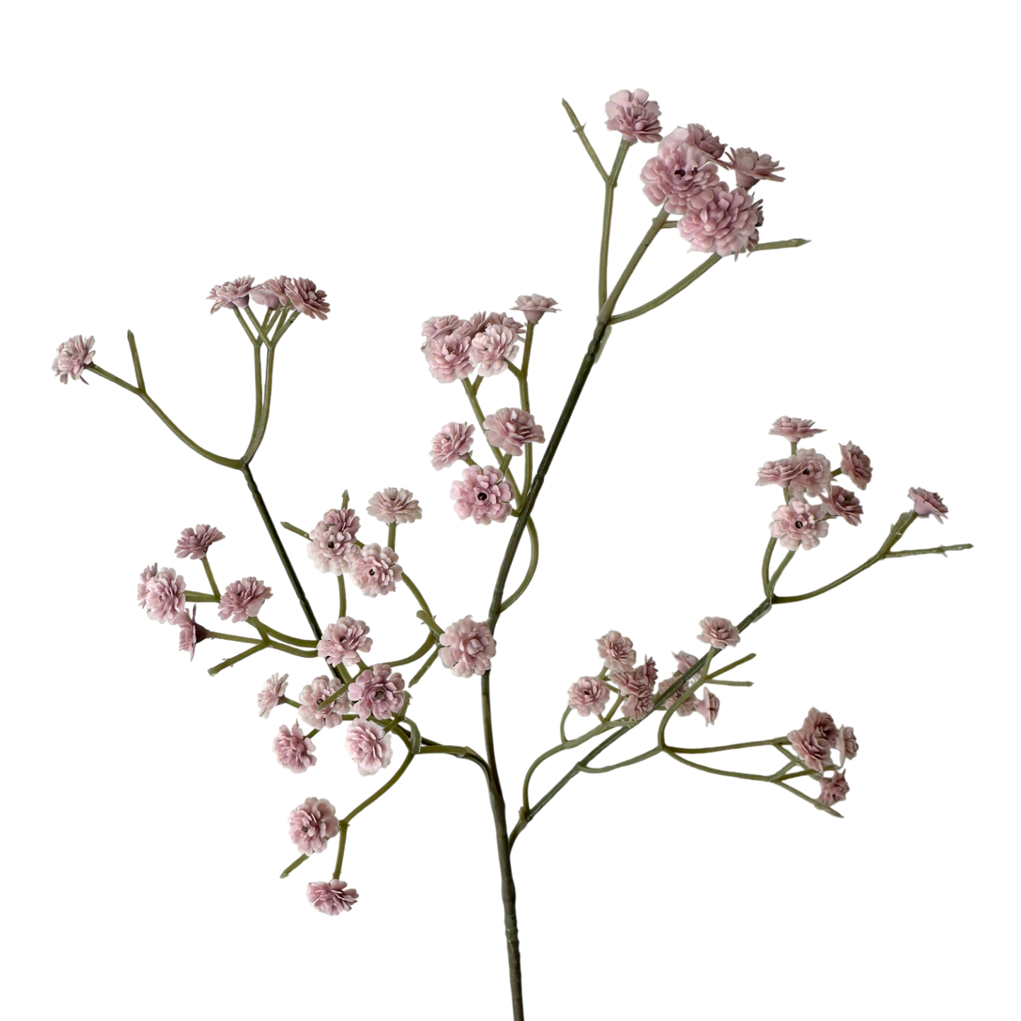 FS130 Babys breath 24" PK 24