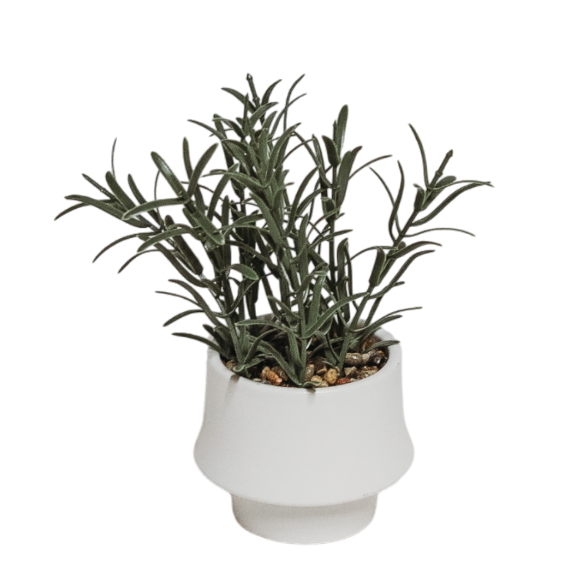 Rosemary Bonsai