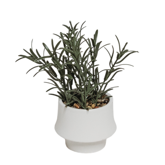 Rosemary Bonsai
