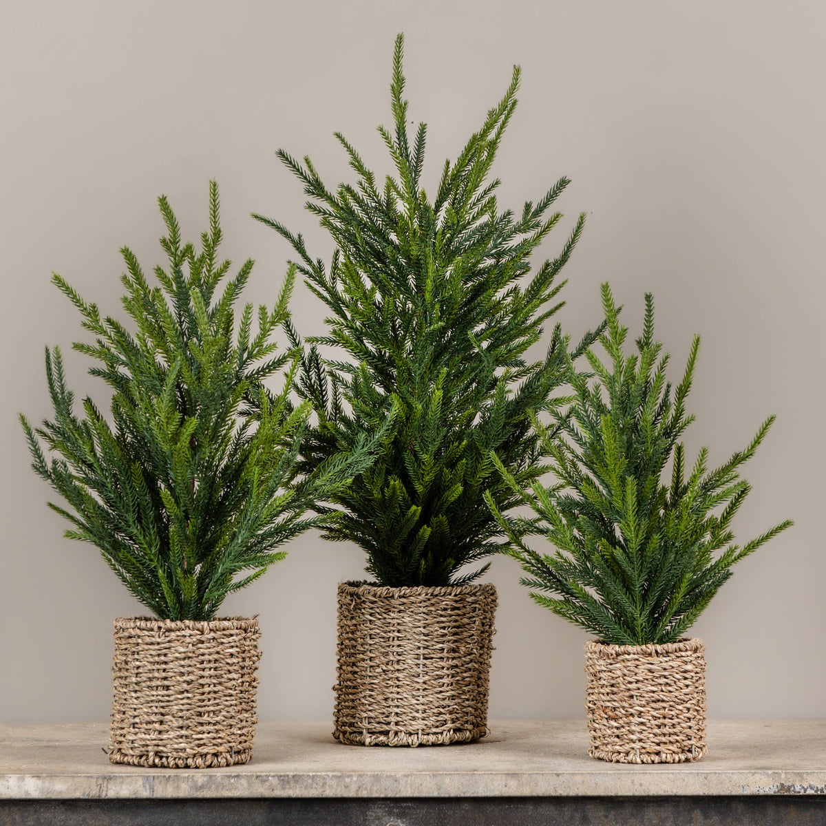 25" AUSTRIAN PINE TREE IN BASKET