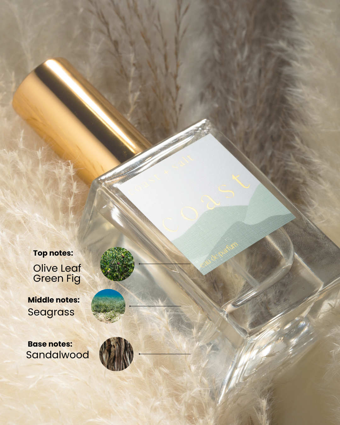 Coast Eau De Parfum