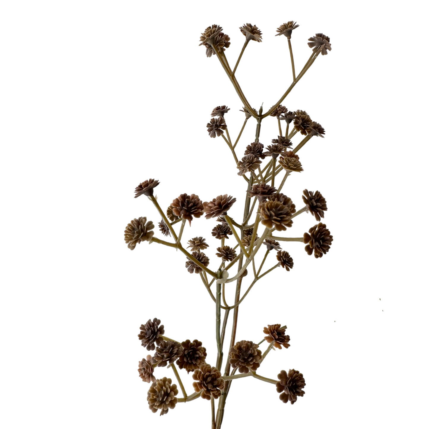 FS130 Babys breath 24" PK 24